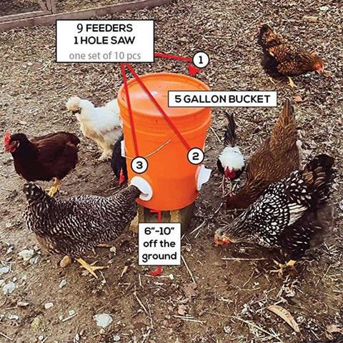 Image of DIY Chicken Feeder (🔥promotion Only Today!)