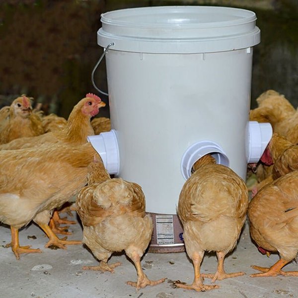 DIY Chicken Feeder (🔥promotion Only Today!)